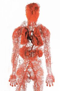 Кровеносные сосуды в организме человека
