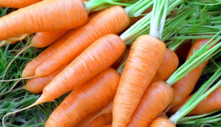 Морковь - свойства, польза для организма, вред и калорийность