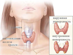 Нарушение в работе щитовидной железы
