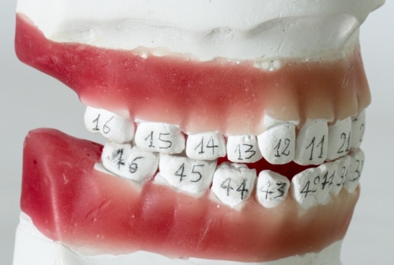 Челюсть с номерами на зубах