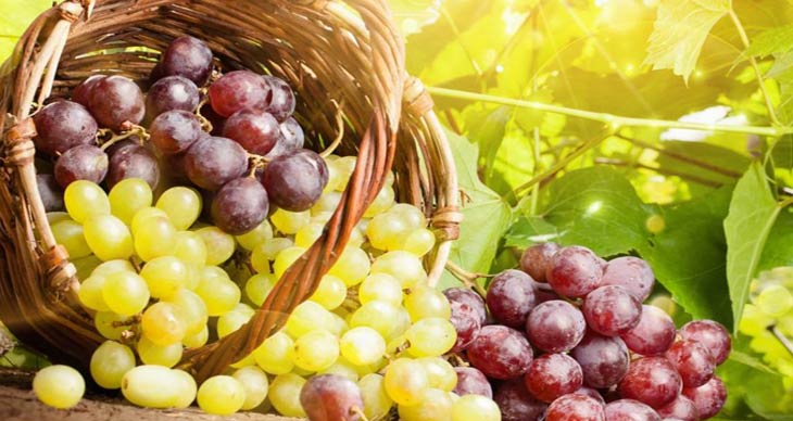 Польза винограда для человека