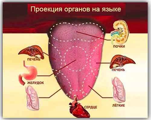 Проекция органов на языке