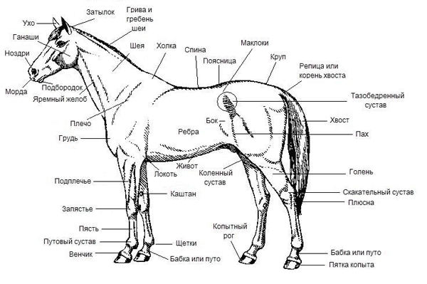 Особенности конины