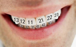 Нумерация на зубах