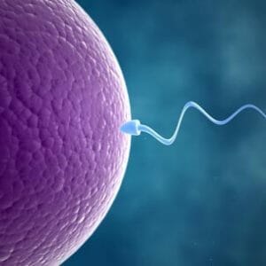 Яйцеклетка и сперматозоид