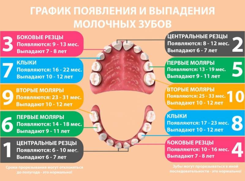 Схема выпадения зубов
