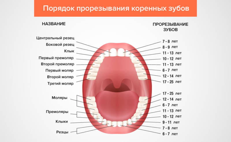 Схема прорезания коренных зубов